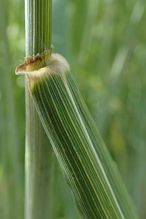 Triticum dicoccon var. atratum \ Schwarzer Emmer, A Maria Luggau 12.7.2019