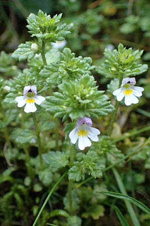 Euphrasia minima \ Zwerg-Augentrost / Dwarf Eyebright, A Niedere Tauern, Sölk-Pass 26.7.2021