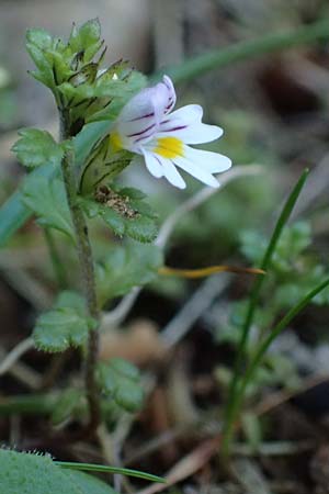 Euphrasia minima \ Zwerg-Augentrost / Dwarf Eyebright, A Wölzer Tauern, Hohenwart 29.7.2021