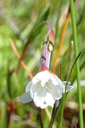 Epilobium nutans \ Nickendes Weidenrschen / Nutant Willowherb, A Tauplitz-Alm 8.7.2020