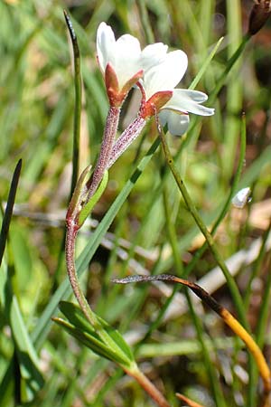 Epilobium nutans \ Nickendes Weidenrschen / Nutant Willowherb, A Tauplitz-Alm 8.7.2020