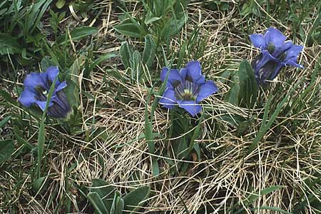 Gentiana acaulis \ Kochs Enzian, Silikat-Glocken-Enzian / Stemless Gentian, A Widderstein 12.7.1987