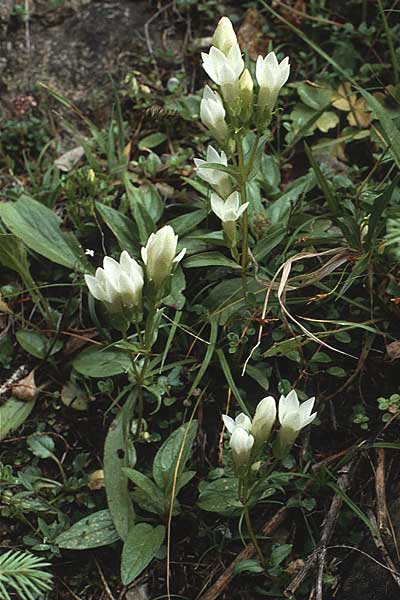 Gentianella amarella \ Bitterer Kranzenzian / Autumn Gentian, A Hinterhornbach 16.7.1987