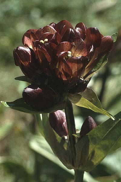 Gentiana purpurea \ Purpur-Enzian / Purple Gentian, A Widderstein 17.8.1987