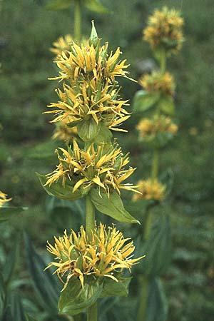 Gentiana lutea \ Gelber Enzian / Yellow Gentian, A Lechtal, Stanzach 15.8.1987