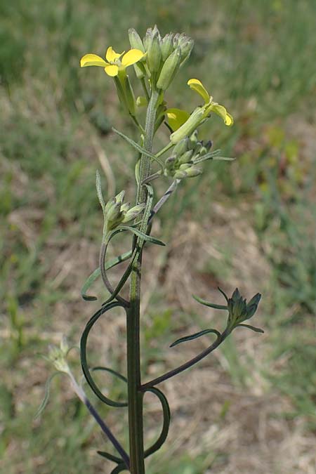 Erysimum odoratum \ Honig-Schterich, Wohlriechender Schterich / Odorant Treacle Mustard, A Seewinkel, Illmitz 9.5.2022