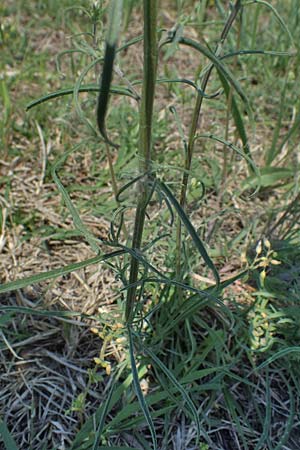 Erysimum odoratum \ Honig-Schterich, Wohlriechender Schterich / Odorant Treacle Mustard, A Seewinkel, Illmitz 9.5.2022