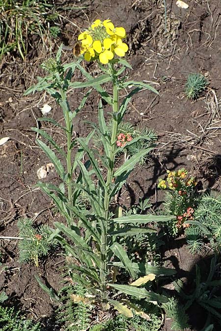 Erysimum odoratum / Odorant Treacle Mustard, A Hainburg 14.5.2022