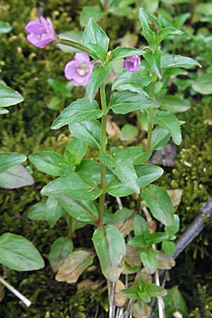 Epilobium alsinifolium \ Mierenblttriges Weidenrschen / Chickweed Willowherb, A Turrach 22.7.2007