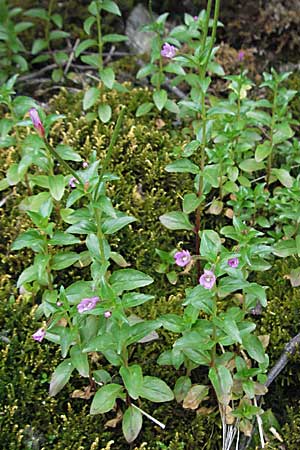 Epilobium alsinifolium \ Mierenblttriges Weidenrschen / Chickweed Willowherb, A Turrach 22.7.2007