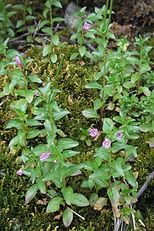 Epilobium alsinifolium \ Mierenblttriges Weidenrschen, A Turrach 22.7.2007