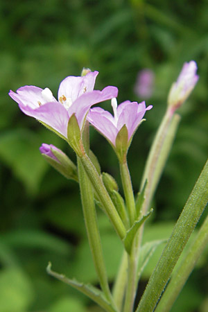 Epilobium alpestre \ Quirlblttriges Weidenrschen / Alpine Willowherb, A Dachstein 20.7.2010