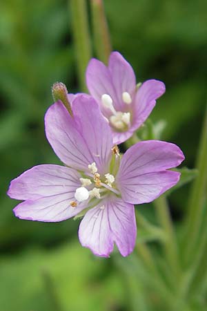 Epilobium alpestre \ Quirlblttriges Weidenrschen / Alpine Willowherb, A Dachstein 20.7.2010