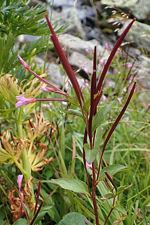 Epilobium tetragonum \ Vierkantiges Weidenrschen / Square-Stalked Willowherb, A Seckauer Tauern, Brandstätter Törl 27.7.2021