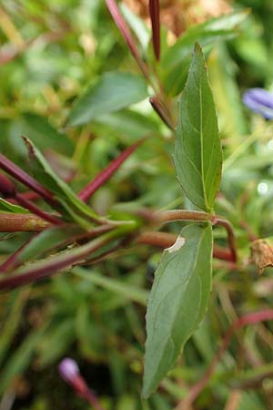 Epilobium tetragonum \ Vierkantiges Weidenrschen / Square-Stalked Willowherb, A Seckauer Tauern, Brandstätter Törl 27.7.2021