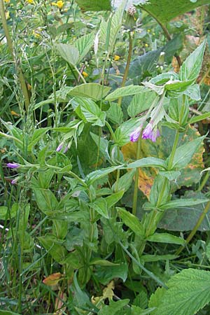 Epilobium alpestre \ Quirlblttriges Weidenrschen / Alpine Willowherb, A Kärnten/Carinthia, Hochobir 1.7.2010