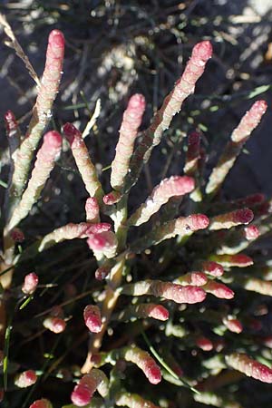 Salicornia perennans \ Queller / Glasswort, A Seewinkel, Apetlon 23.9.2022