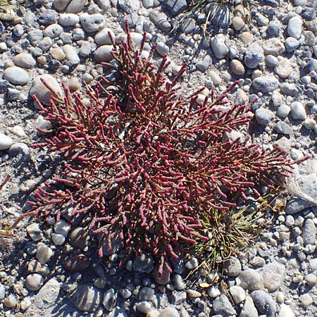 Salicornia perennans \ Queller, A Seewinkel, Apetlon 23.9.2022