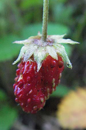 Fragaria vesca \ Wald-Erdbeere / Wild Strawberry, A Hengstpass 14.7.2007