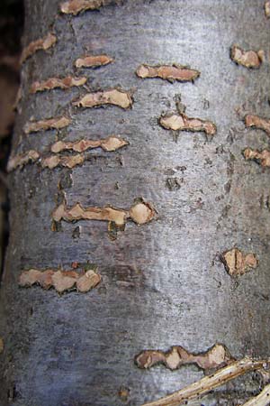 Alnus alnobetula \ Grn-Erle / Green Alder, A Malta - Tal / Valley 7.6.2008