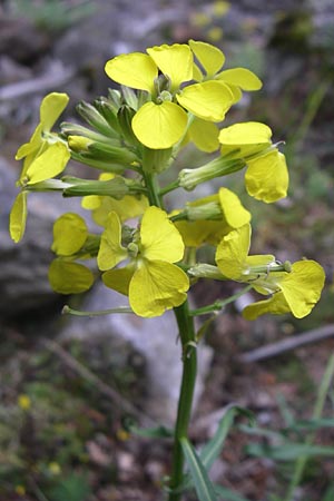 Erysimum sylvestre \ Lack-Schterich, Felsen-Schterich / Wood Treacle Mustard, A Malta - Tal / Valley 7.6.2008