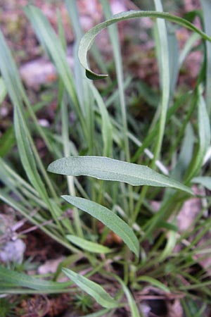 Erysimum sylvestre \ Lack-Schterich, Felsen-Schterich / Wood Treacle Mustard, A Malta - Tal / Valley 7.6.2008