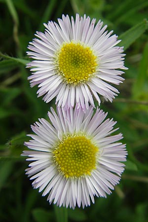 Erigeron glabratus \ Koralpen-Berufkraut, A Kärnten, Petzen 2.7.2010