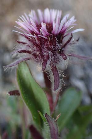 Erigeron uniflorus / Oneflower Fleabane, A Wölzer Tauern, Kleiner Zinken 24.7.2021