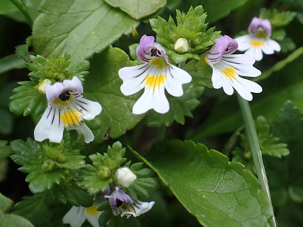 Euphrasia rostkoviana / Common Eyebright, A Eisenerzer Reichenstein 28.7.2021