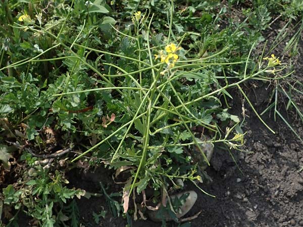 Erysimum repandum \ Brach-Schterich, Ausgespreizter Schterich / Spreading Treacle Mustard, A Seewinkel, Apetlon 8.5.2022