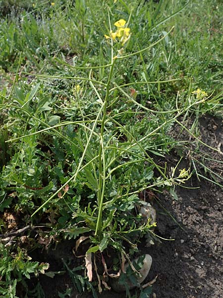 Erysimum repandum \ Brach-Schterich, Ausgespreizter Schterich / Spreading Treacle Mustard, A Seewinkel, Apetlon 8.5.2022