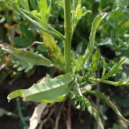 Erysimum repandum \ Brach-Schterich, Ausgespreizter Schterich / Spreading Treacle Mustard, A Seewinkel, Apetlon 8.5.2022