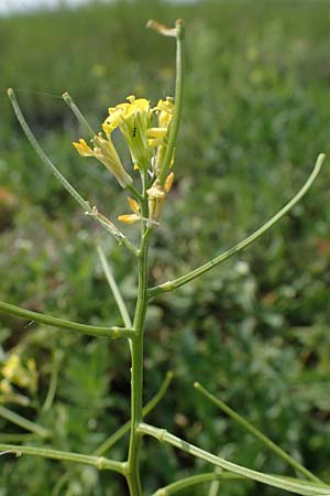 Erysimum repandum \ Brach-Schterich, Ausgespreizter Schterich / Spreading Treacle Mustard, A Seewinkel, Apetlon 8.5.2022