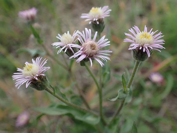 Erigeron muralis \ Sptes Berufkraut / Late Fleabane, A Seewinkel, Apetlon 26.9.2022