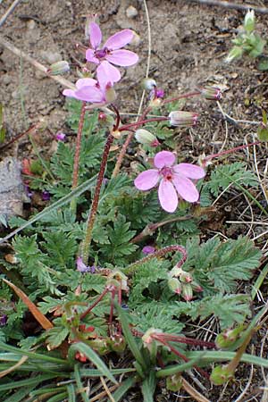 Erodium cicutarium \ Gewhnlicher Reiherschnabel / Common Crane's-Bill, Philary, A Breitenbrunn 3.4.2023