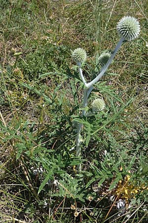 Echinops ritro \ Blaue Kugeldistel, A Hainburg 8.7.2023