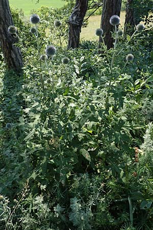 Echinops ritro / Small Globe Thistle, A Gumpoldskirchen 9.7.2023