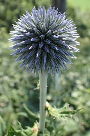 Echinops ritro \ Blaue Kugeldistel, A Gumpoldskirchen 9.7.2023