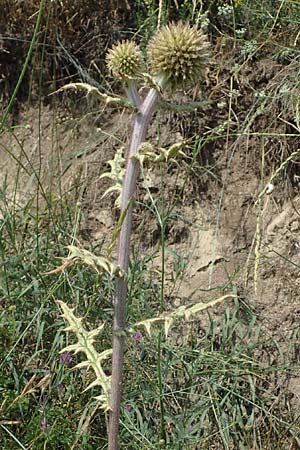 Echinops sphaerocephalus \ Drsenblttrige Kugeldistel, Rundkpfige Kugeldistel, A Wien 10.7.2023