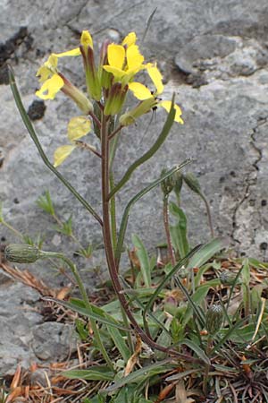 Erysimum sylvestre \ Lack-Schterich, Felsen-Schterich / Wood Treacle Mustard, A Kärnten/Carinthia, Hochobir 19.5.2016