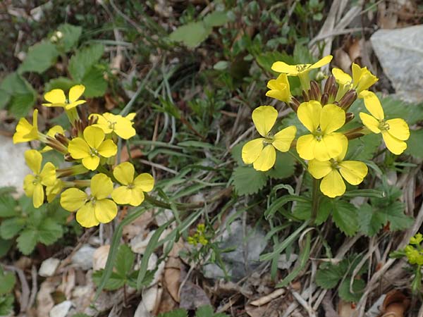 Erysimum sylvestre \ Lack-Schterich, Felsen-Schterich / Wood Treacle Mustard, A Kärnten/Carinthia, Hochobir 19.5.2016