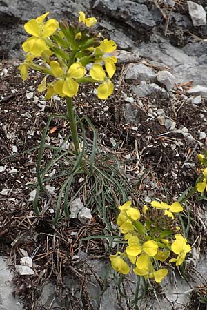 Erysimum sylvestre \ Lack-Schterich, Felsen-Schterich / Wood Treacle Mustard, A Kärnten/Carinthia, Hochobir 19.5.2016