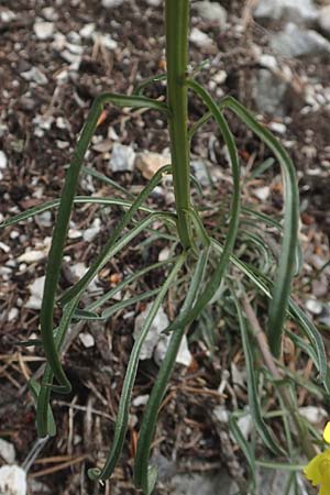 Erysimum sylvestre \ Lack-Schterich, Felsen-Schterich / Wood Treacle Mustard, A Kärnten/Carinthia, Hochobir 19.5.2016