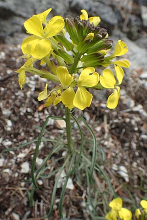 Erysimum sylvestre \ Lack-Schterich, Felsen-Schterich / Wood Treacle Mustard, A Kärnten/Carinthia, Hochobir 19.5.2016