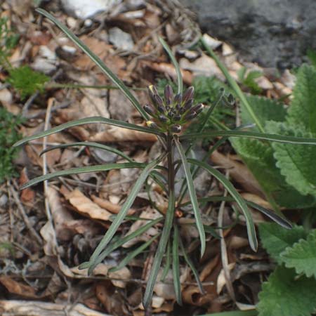 Erysimum sylvestre \ Lack-Schterich, Felsen-Schterich / Wood Treacle Mustard, A Kärnten/Carinthia, Hochobir 19.5.2016