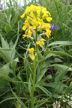 Erysimum sylvestre \ Lack-Schterich, Felsen-Schterich / Wood Treacle Mustard, A Pusterwald, Eiskar 1.7.2019