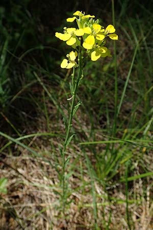 Erysimum virgatum \ Steifer Schterich, A Weikersdorf am Steinfeld 2.7.2020