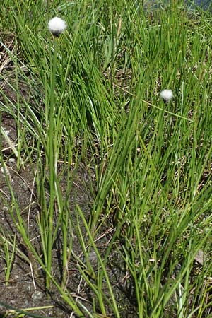 Eriophorum scheuchzeri \ Scheuchzers Wollgras / Scheuchzer's Cotton Grass, A Wölzer Tauern, Hohenwart 29.7.2021