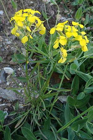 Erysimum sylvestre \ Lack-Schterich, Felsen-Schterich / Wood Treacle Mustard, A Pusterwald, Eiskar 29.7.2021