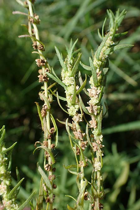 Bassia scoparia \ Besen-Radmelde, Sommerzypresse, A Weiden am Neusiedler See 28.9.2022